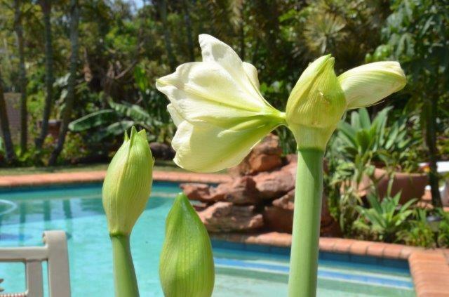 Andre'S Place Durban Bagian luar foto